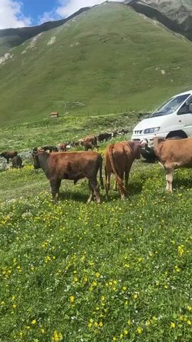 A herd of cattle is grazing in a vibrant, flower-strewn meadow, with a white van parked nearby. Towering, lush green mountains form a dramatic backdrop under a partly cloudy sky, suggesting a daytime setting. The scene is serene, with the cattle calmly moving through the tall grass dotted with yellow and white wildflowers. In the distance, more cattle can be seen, possibly forming a larger herd or moving towards or away from the parked van. The van appears to be a camper van, possibly suggesting a recreational or travel context. The overall impression is one of natural beauty and peaceful coexistence between the animals and human presence in a remote, mountainous landscape. No people are visible in the immediate foreground, and no explicit emotions are conveyed beyond the tranquility of the scene. The license plate on the black van in the background reads "BN 777 LJ".