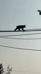 Monkeys observed foraging and interacting across Da Nang locations