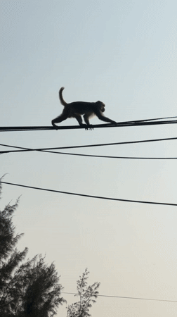 Monkeys observed foraging and interacting across Da Nang locations