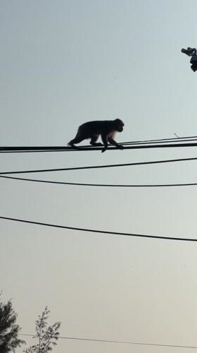 Monkeys observed foraging and interacting across Da Nang locations