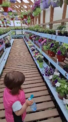 The video shows the interior of a greenhouse. A wooden plank walkway stretches down the center of the frame.  On both sides of the walkway, flowers in pots are arranged on shelves and hanging from the ceiling.  The pots come in various colors, including red, green, and purple. The flowers are primarily petunias with various colors, including white, purple, pink, and yellow. The greenhouse has a transparent roof and sides.  A young child wearing a pink jacket is visible at the bottom left corner of the frame, partially obscured.  The focus is on the arrangement of flowers within the greenhouse. The camera moves slowly down the walkway.  There is indistinct speech audible in the background.