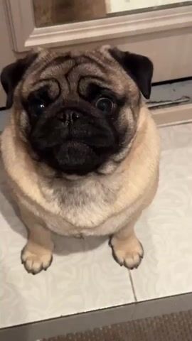The video shows a fawn-colored pug sitting on a tiled floor, facing the camera. The pug has dark markings around its eyes and ears. The pug's mouth is slightly open, and its tongue is visible. The dog makes barking noises throughout the video, and its head moves slightly. The background is blurred, but it appears to be indoors with a light-colored wall and a doorway.
