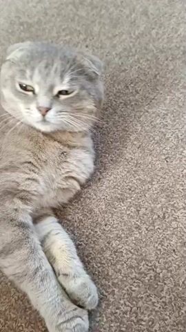 The video shows a Scottish Fold cat lying on a carpeted floor. The cat is a light gray tabby with folded ears. It is looking to the left in the first frame, then turns its head to look directly at the camera. The cat's eyes are yellow and its expression changes from a relaxed look to a more neutral or slightly annoyed expression. The lighting is natural and appears to be coming from overhead. The background is a neutral-toned carpet.