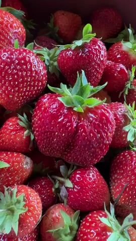 A close-up, overhead shot shows a pile of fresh strawberries. The strawberries are a deep red color, with some having lighter red patches. They have green stems and leaves attached. The lighting is bright, illuminating the texture and detail of the fruit. The strawberries appear to be in a container, suggested by the slightly blurred, dark purple edge visible at the top and right of the frame. The camera angle is static, and there is no discernible movement or audio.