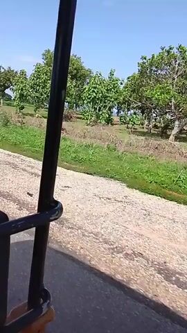 The video shows a first-person perspective from inside a vehicle, likely an auto-rickshaw, traveling on a dirt road. The vehicle has a black frame and a yellow seat visible. The scene outside is rural, with green grass, scattered trees, and a clear blue sky suggesting a sunny day. In the distance, there are more trees and what appear to be fields. The road is unpaved and dusty. The camera is positioned to capture the passing scenery. There are no people visible in the frame. The overall impression is of a peaceful, sunlit journey through a rural landscape in Tabari Jauro Manu, Nigeria.