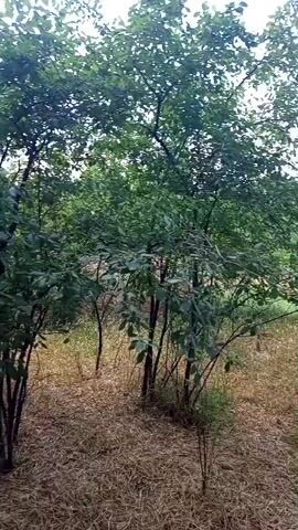 The video shows a person walking through a wooded area. The ground is covered in dry leaves and grass. The trees are tall and leafy, with some bare branches. The lighting is dim, suggesting it is either early morning or late evening. The person is walking away from the camera, and their back is to the viewer. They are wearing dark clothing. There is a fence visible in the background on the left side of the screen. There is also what appears to be a black animal in the distance to the left.