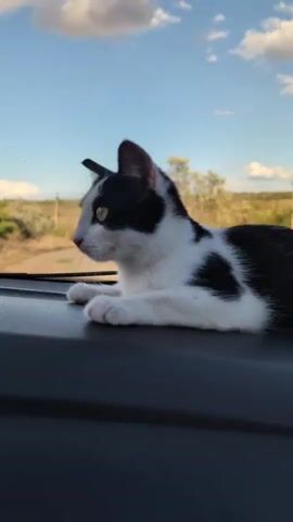 A black and white cat lies on a car dashboard, looking out the windshield. The cat is facing left, with its paws resting on the dashboard. The background is a blurry landscape with a road, trees, and a blue sky with white clouds. The time stamp indicates the video lasts for 4 seconds.