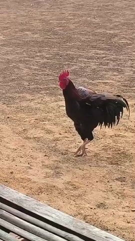 A rooster stands in a dirt area. The rooster is dark brown and black with a red comb and wattle. It is looking to the left and has its mouth open as if it is crowing. The rooster's wings are partially extended. In the foreground, a wooden bench is visible. The background is a light brown dirt area.