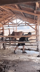 Cattle tending across dry rural fields in Indonesia