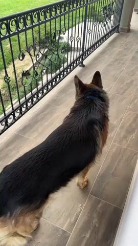 A medium shot shows a German Shepherd standing on a tiled porch with a wrought iron railing. The dog has a red ball in its mouth and is looking through the railing towards a grassy yard. The dog walks a few steps to the right.