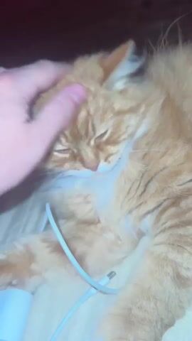 A person's left hand is shown stroking the head of an orange tabby cat. The cat is lying down, with its eyes partially closed, appearing to be relaxed or sleepy. A white cable, possibly a charger, is draped across the cat's body. The background is dimly lit and appears to be a bed or couch.