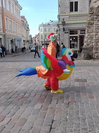 Inflatable parrot costume rolling through Tallinn's medieval old town