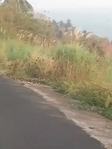 The video shows a roadside with a grassy embankment and a few trees, including a palm tree. A large flock of small birds is gathered on the ground near the edge of the road, some of them scattered amongst the grass. The sky appears hazy or foggy.