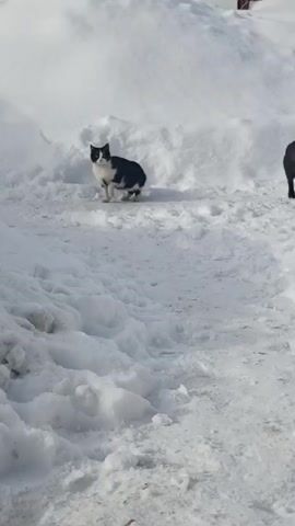 The video shows a snow-covered outdoor scene. In the center of the frame, a black and white cat stands facing the camera. A small black dog then enters the frame from the right and begins sniffing the snow. The cat remains stationary. A large pile of snow is in the background.