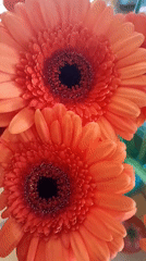 Rainy afternoon scenes: flowers, storm clouds, and wet parking lots