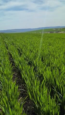 The video shows a wide, level field of vivid green grass-like plants extending towards a hazy blue horizon. The plants are arranged in clearly defined rows, suggesting they are cultivated crops. In the background, there are gently rolling hills. Above, the sky is mostly light blue, with wispy white clouds. The overall impression is that of a sunny, agricultural landscape.