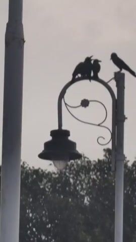 A street lamp is silhouetted against a hazy sky. Three birds are perched on the decorative metalwork of the lamp. One bird on the left appears to be squawking, with its beak open. Another bird in the center is looking towards the squawking bird. A third bird on the right is looking down and away from the other two. Trees are visible in the background below the lamp.