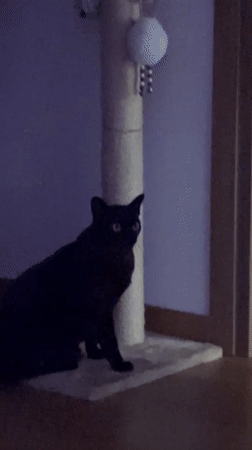 Belgrade apartment cats doing exactly what cats do