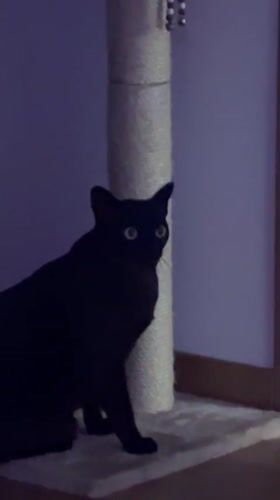 Belgrade apartment cats doing exactly what cats do
