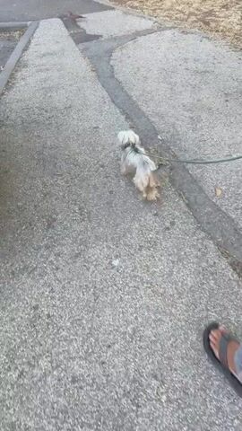Here is a description of the video:

The video shows a small, fluffy white and gray dog on a leash walking along a gray concrete sidewalk. The dog has a black collar and is moving away from the camera. The sidewalk has some cracks and discoloration. To the side of the sidewalk is a patch of dry grass and a stone wall with a green metal fence above it. A bicycle is leaning against the fence. The video is taken from above, following the dog as it moves. The lighting suggests it is daytime.