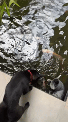 Dog watches koi fish in backyard pond