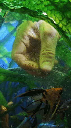 Fish feeding routine captured in Abakan aquarium
