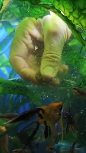 Fish feeding routine captured in Abakan aquarium