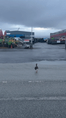 Cruise ship docked in Reykjavik, goose roams the wet lot nearby