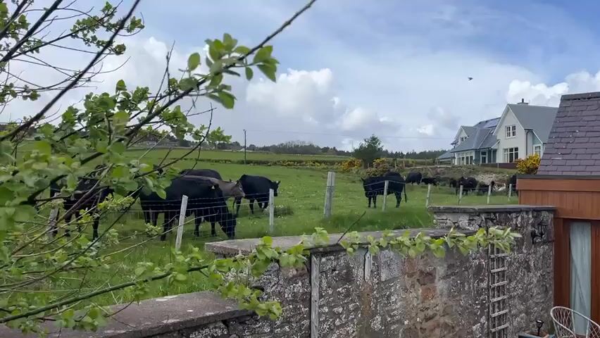 The video shows a field with a herd of cattle grazing in a green pasture. The cows are mostly black, but there is one brown cow. They are behind a wire fence. In the background are some houses, one of which is white with a blue roof. A stone wall is in the foreground. The sky is cloudy with patches of blue. Branches with green leaves are in the foreground, partially obscuring the view. The video seems to be taken from a slightly elevated position, possibly from a balcony or a window.