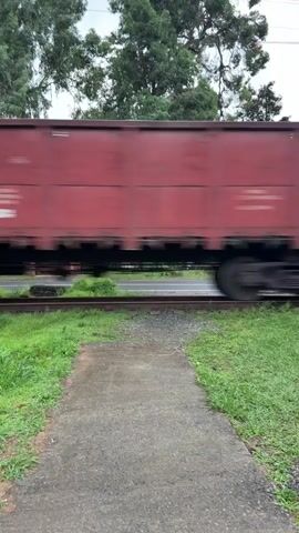 This video shows a train passing by. The train consists of multiple red boxcars. The train is moving from left to right. The video is shot from a low angle, close to the ground. There is a concrete path in the foreground, and grass on either side of the train tracks. Trees can be seen in the background. The train cars are blurry due to their movement. The sky is overcast.