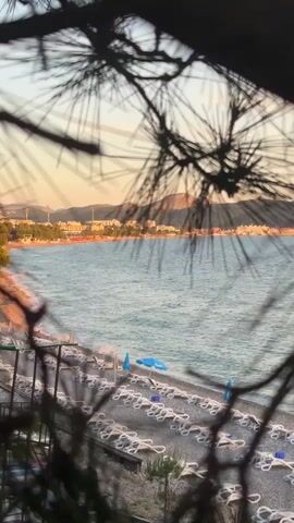 A coastal scene is viewed through a frame of pine needles. In the foreground, dark pine branches and needles obscure the view. Below the branches is a beach with numerous empty lounge chairs arranged in rows on a pebbly surface. Further back, the turquoise ocean stretches towards a distant coastline. On the coastline, there are buildings, trees, and mountains visible under a pale orange sky, suggesting either sunrise or sunset. A few blue umbrellas are visible on the beach.
