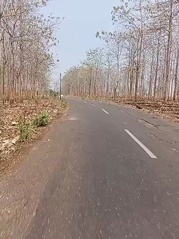 The video shows a paved road lined with trees on both sides. The trees appear to be leafless, suggesting it might be a dry season. The ground on either side of the road is covered in dry leaves and dirt. The road has a white line marking the center. A white van is visible driving on the road in the distance. The sky is clear and bright. The camera appears to be mounted on a moving vehicle, likely a motorcycle or a car, as the perspective suggests forward motion.