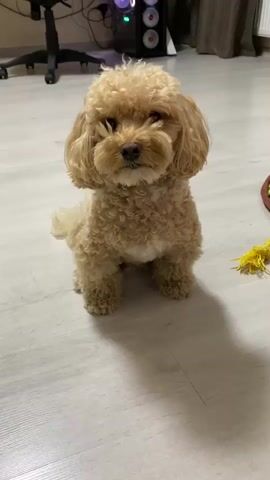 A small, fluffy, light brown poodle-mix dog sits on a light-colored floor, looking directly at the camera. The dog has curly fur, floppy ears, and a slightly downturned expression. In the background, a black office chair is visible on the left, and a wall with brown curtains and a white radiator is on the right. A green object and a yellow rope toy are on the floor to the right of the dog. The lighting suggests an indoor environment.