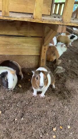 The video shows a group of guinea pigs in an outdoor enclosure with a wooden structure. The ground is covered in dirt and small pebbles. Several guinea pigs are visible, with at least four in focus. One guinea pig in the foreground is light brown and white with its front paws extended. Another guinea pig to its left is white with brown and black markings, and it appears to be lying down. In the background, more guinea pigs can be seen under the wooden structure. One is white and brown, another is mostly white, and one in the far back is tan and white. The wooden structure appears to be a shelter or hutch for the animals. The lighting suggests it is daytime, possibly overcast or shaded. There are a few scattered pieces of what look like food on the ground. The camera is positioned low, at the level of the guinea pigs.