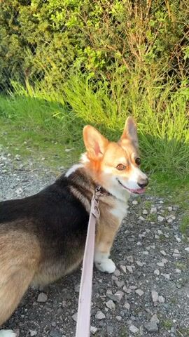 The image features a tri-color Pembroke Welsh Corgi, likely a Pembroke Welsh Corgi, standing on a gravel path. The dog is positioned with its body slightly angled to the left, while its head is turned to the right, looking intently off-camera. It has distinctive black, tan/sable, and white markings, with the tan/sable fur appearing particularly bright and warm on its head due to the lighting. Its ears are perked upright, and its mouth is slightly open with its tongue visible, giving it a joyful and alert expression.

A light-colored (pink or beige) leash is attached to a dark collar around the dog's neck. The ground is a mix of small, grey and white pebbles, typical of a gravel path or driveway.

The background is dominated by lush green foliage, including tall grass and dense bushes, suggesting a vibrant natural environment. A subtle chain-link fence can be seen partially obscured by the greenery. The scene is bathed in warm, golden sunlight, indicating either late afternoon or early evening. The strong directional light illuminates the dog's right side and creates gentle shadows, highlighting the textures of its fur and the surrounding vegetation.

No other people or visible text are present in the frame. The overall atmosphere is bright and serene, capturing the dog in a moment of happy engagement during an outdoor walk in a rural or suburban setting, consistent with an area like Gangloff, Germany.