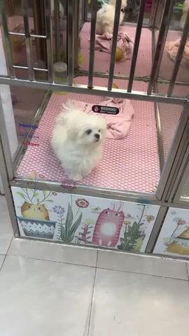 A white Maltese puppy stands in a cage and looks at the camera. The cage has silver metal bars on the front and is decorated with cartoon images of animals at the bottom.  A sign warns "WARNING! don't touch!!" There is a pink blanket inside the cage. Another cage with dogs inside is visible behind the puppy’s cage.