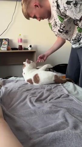 In an indoor setting, a young man with short, light-colored hair, wearing a white T-shirt adorned with cartoon characters and dark trousers, stands over a bed with a grey blanket. He is interacting with a white and ginger cat lying on the bed.

At the beginning of the video, the man gently pats the cat's head while saying "Тихо, тихо" (Quiet, quiet). The cat then rolls onto its back for a moment. The man then points his finger repeatedly towards the cat, seeming to direct its attention or an action. The cat responds by sitting upright, looking at the man's hand as he points.

On a wooden bedside table to the left, a pink bottle, a white security camera, and some other small items are visible. A black power cord runs up the light-colored wall. The room appears brightly lit, suggesting it is daytime. The interaction between the man and the cat seems playful. The location is Ligolambi, Russia.