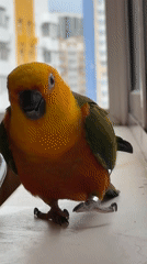 Sun conure parrot investigates something on a windowsill surface