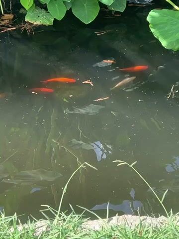 A pond is visible with green lily pads and grass on the bank. Several orange fish are swimming in the murky water. The sun is shining, creating light rays that reflect on the water's surface.