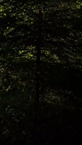 The video opens to a dark forest scene, with dappled sunlight filtering through the dense canopy of leaves. As the camera pans and tilts upward, the trees become more defined against a bright sky. Eventually, the view opens to reveal a body of water, likely a lake or river, with the sun glinting off its surface. The shoreline is lined with vegetation and some wooden structures, possibly a dock. The overall impression is of a tranquil, natural setting bathed in the warm glow of sunlight.