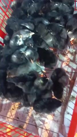 A red plastic basket is filled with a large group of black and gray baby chicks. The chicks are huddled together, some are standing, while others appear to be sleeping. The basket is placed on a surface covered with newspapers. The background is dimly lit and suggests an indoor environment.