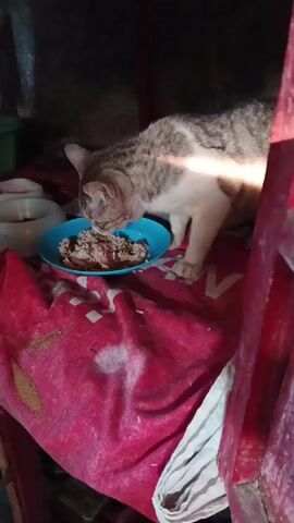 A gray and white cat is eating from a blue bowl placed on a pink cloth. The cat is in the center of the frame, with its head down, focused on the food. There are other white bowls visible in the background, to the left of the frame. The environment appears to be dimly lit and enclosed, possibly a cage or a makeshift shelter. The lighting suggests an indoor setting with a light source casting a glow on the cat's fur. The cloth beneath the bowl has some white marks on it.