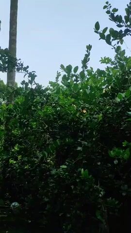 The video displays a static shot of dense, green foliage under a bright sky. A tree trunk is partially visible on the left side of the frame. The leaves are a vibrant green, and the overall impression is that of an outdoor, natural setting. The lighting suggests it is daytime.