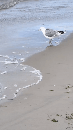 Beach and forest outing along the Tallinn Baltic coastline