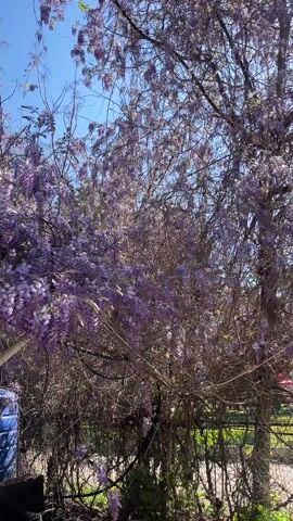 The video shows a wisteria plant in full bloom, covering a small building. The building has a tan wall, a small window with a dark frame, and a brown roof. A blue barrel is visible beside the building. The wisteria's purple flowers hang in long, cascading clusters. The sky is a clear, bright blue. The camera pans upwards from the base of the plant to the roof of the building and then into the branches of the tree.