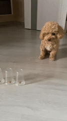 Poodle investigates treat cups in indoor training session