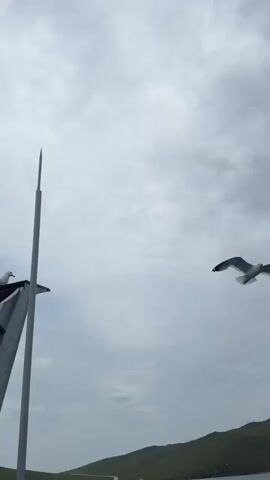 A person is on a ferry with a body of water and a cloudy sky. There are seagulls flying in the sky. A man in a black hoodie is standing on the ferry deck. Another person is taking a selfie while wearing a white jacket and a gray beanie. A car is parked on the ferry.