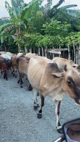 A herd of cows walks down a dirt road. The cows are of various brown and white colors, and some are calves. There are several people on motorcycles in the background. The road is lined with trees and vegetation, including banana trees. The sky is overcast.