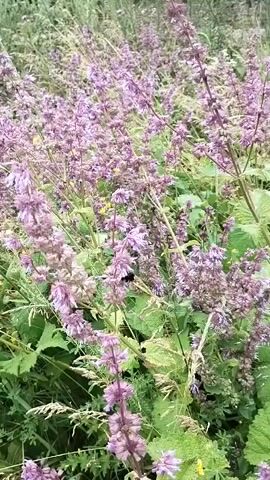 The video shows a close-up view of a field of purple flowers with green leaves and grass. A bumblebee can be seen flying and landing on the flowers, collecting nectar. The lighting is natural, suggesting it is daytime. The camera is steady and focused on the flowers and the bee, capturing its movements.