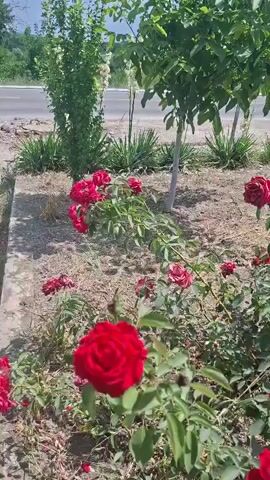 The video shows a close-up of red roses in bloom. The roses are vibrant and plentiful, with some in full bloom and others still budding. The plants are lush and green, with thorny stems and dark green leaves. The background is slightly blurred, but appears to be an outdoor setting with a dirt path, some dry grass, and a small tree with a light-colored trunk. In the distance, a road is visible, along with more greenery and a cloudy sky. The camera is positioned low, looking up at the rose bushes. The lighting suggests it is daytime, likely sunny. There are no people or animals visible in the video.